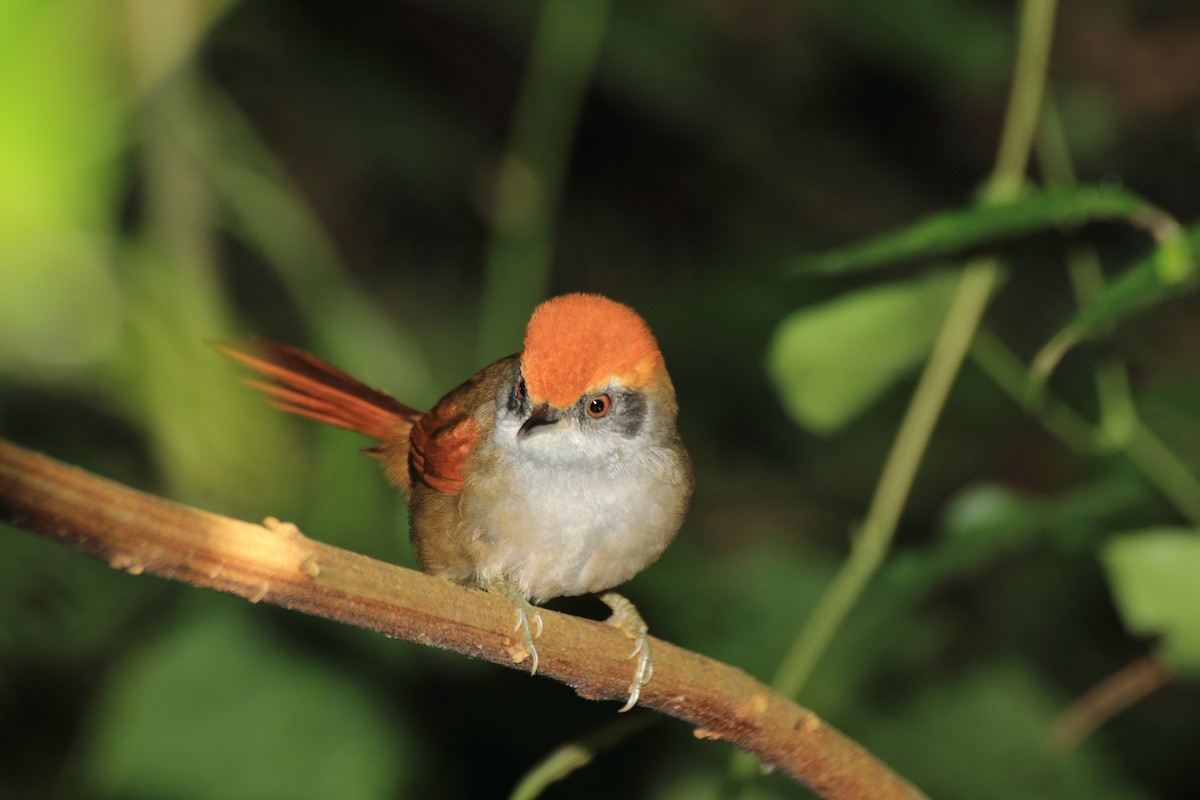 Rufous-capped Spinetail - ML507716541