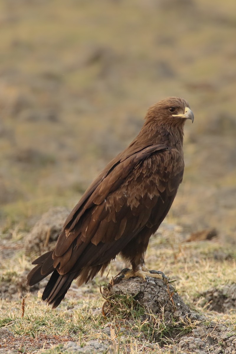 Greater Spotted Eagle - Frank Thierfelder