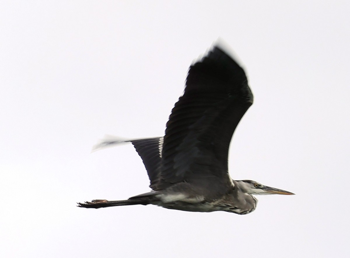 Gray Heron - Chengheng Hu