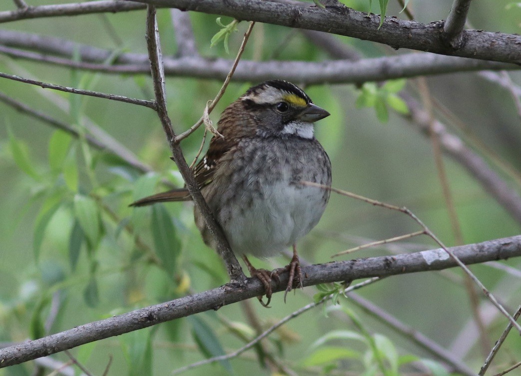 White-throated Sparrow - Matt Yawney