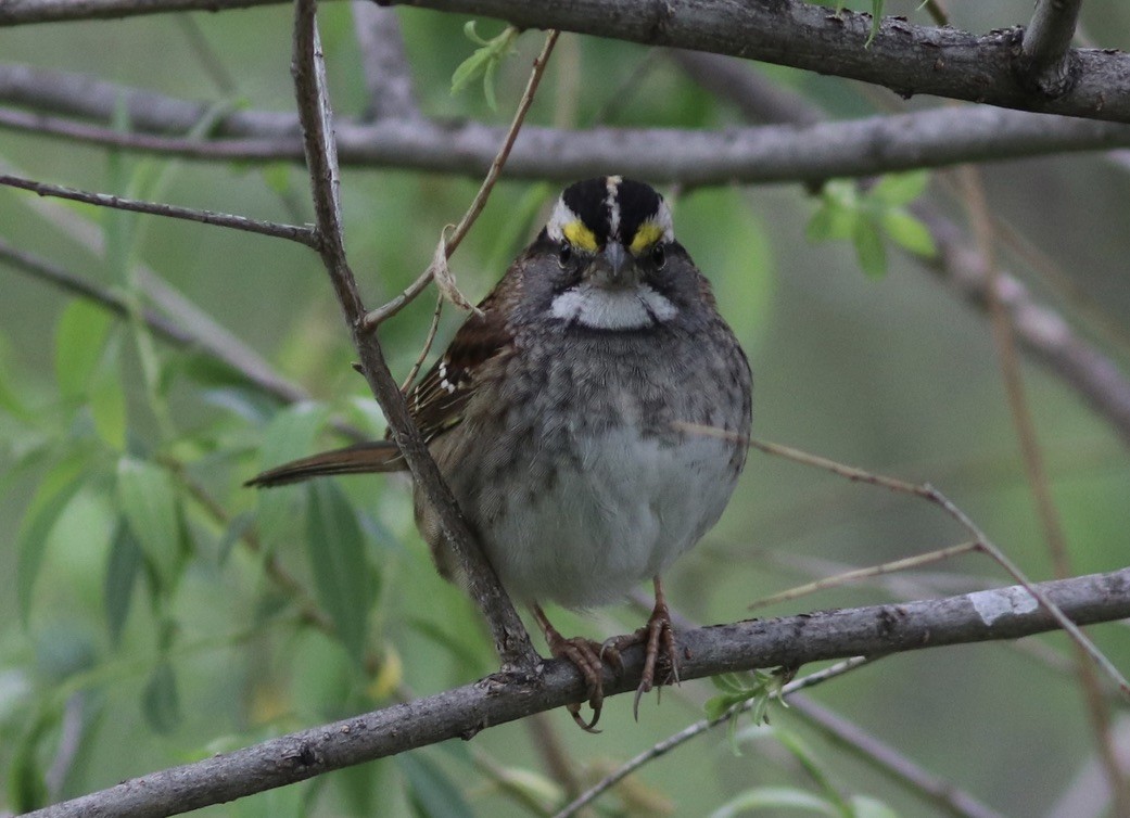 White-throated Sparrow - Matt Yawney