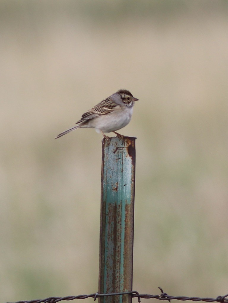 Clay-colored Sparrow - ML507719651