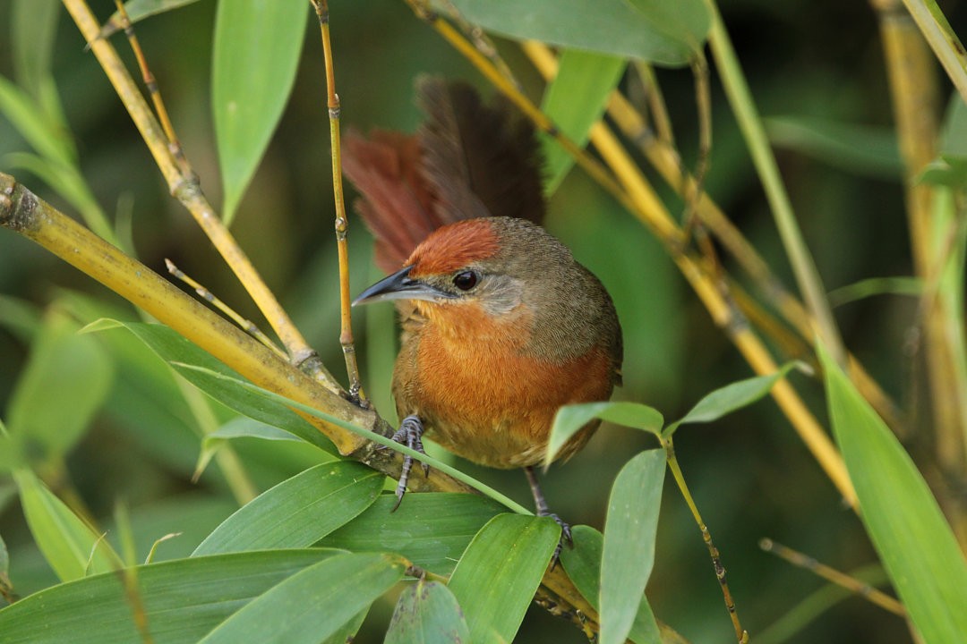 Orange-breasted Thornbird - Paulo Fagundes