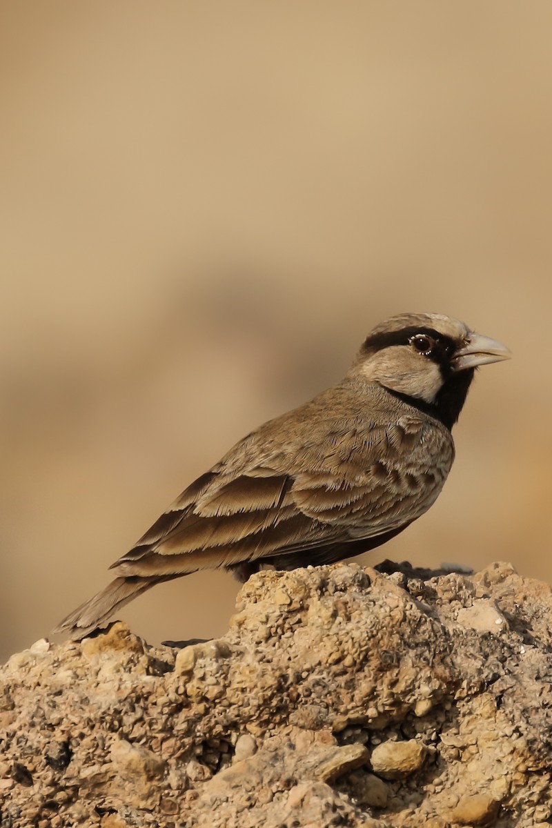 Ashy-crowned Sparrow-Lark - Frank Thierfelder