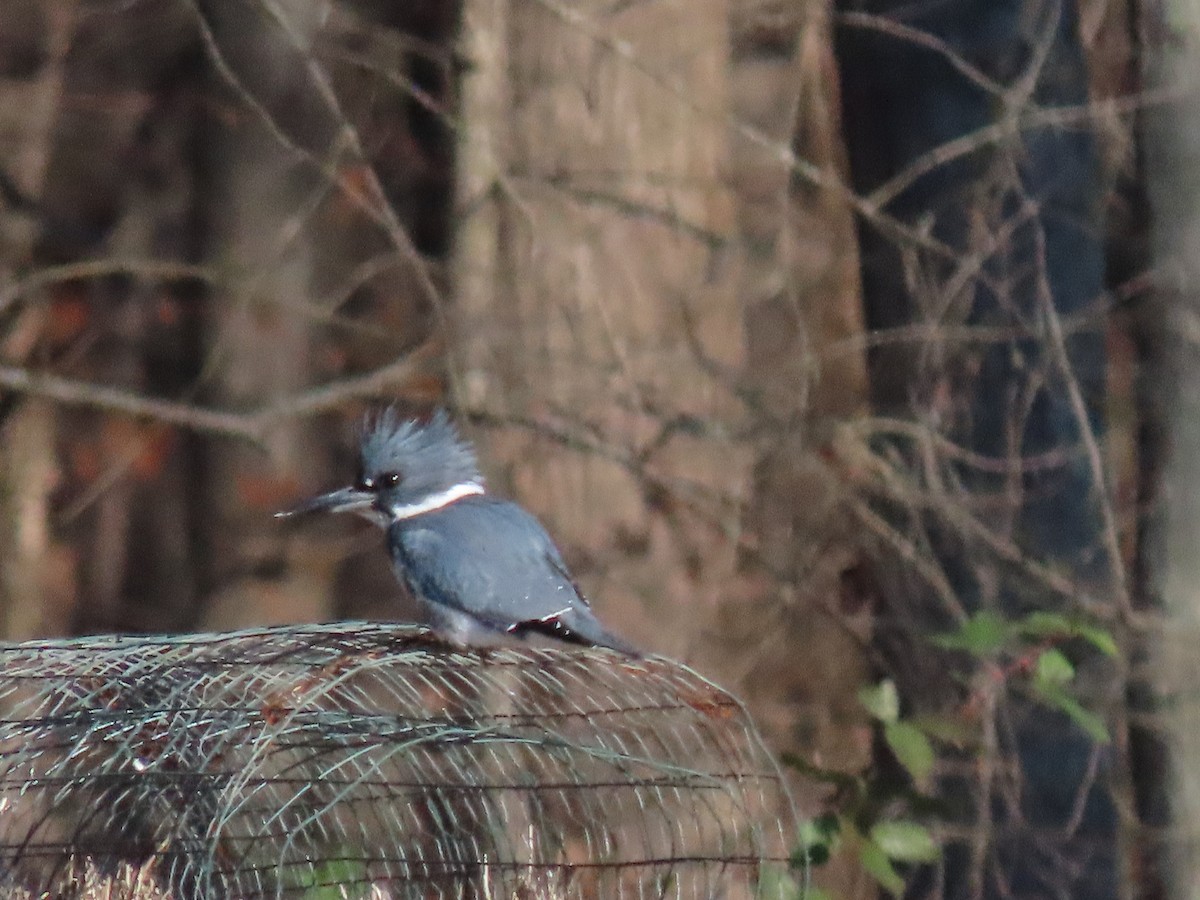 Belted Kingfisher - ML507728511