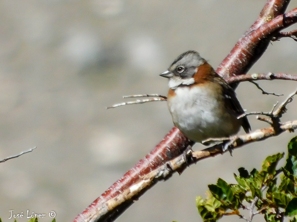 Rufous-collared Sparrow - ML50772911