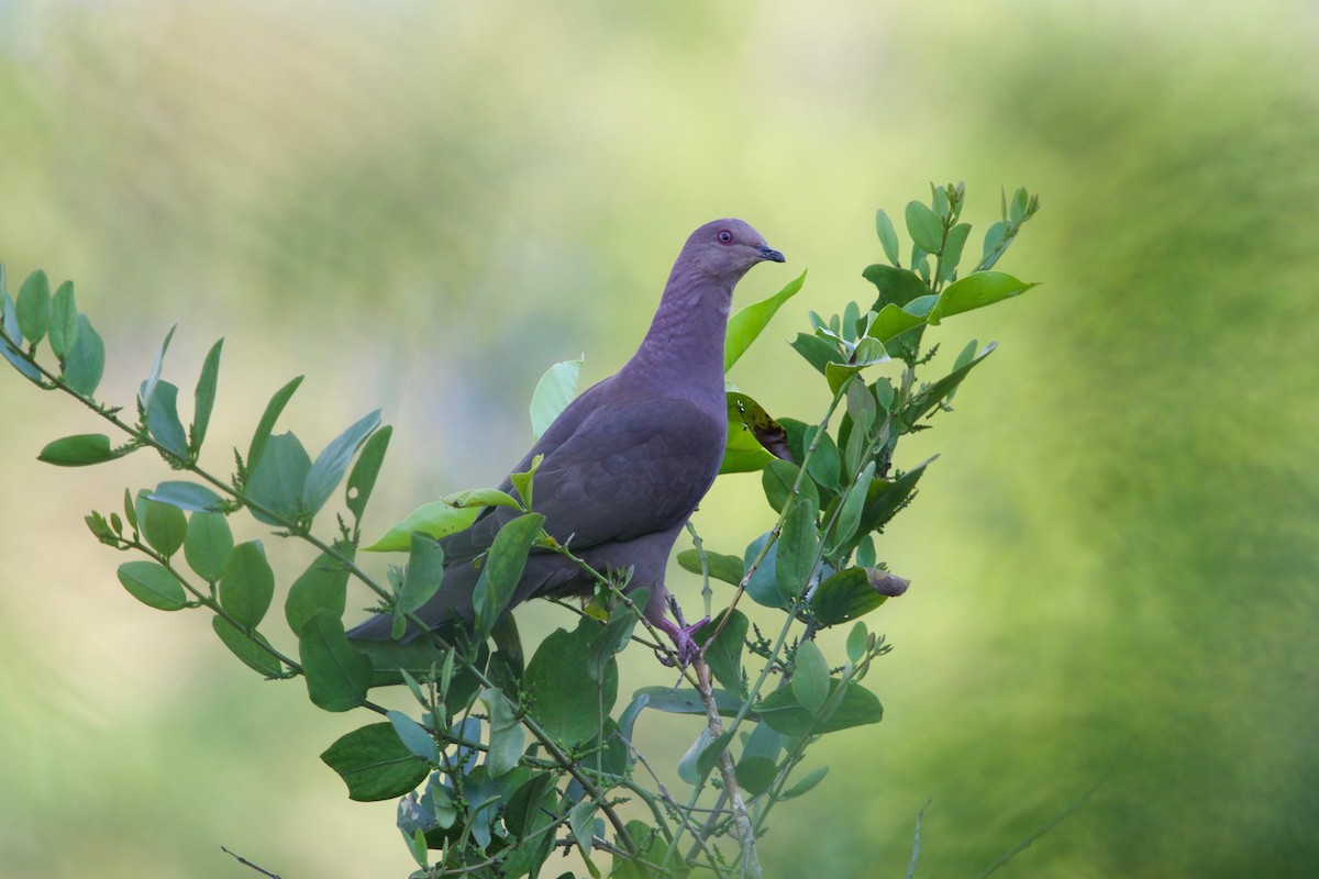Plumbeous Pigeon - Gabriel Leite