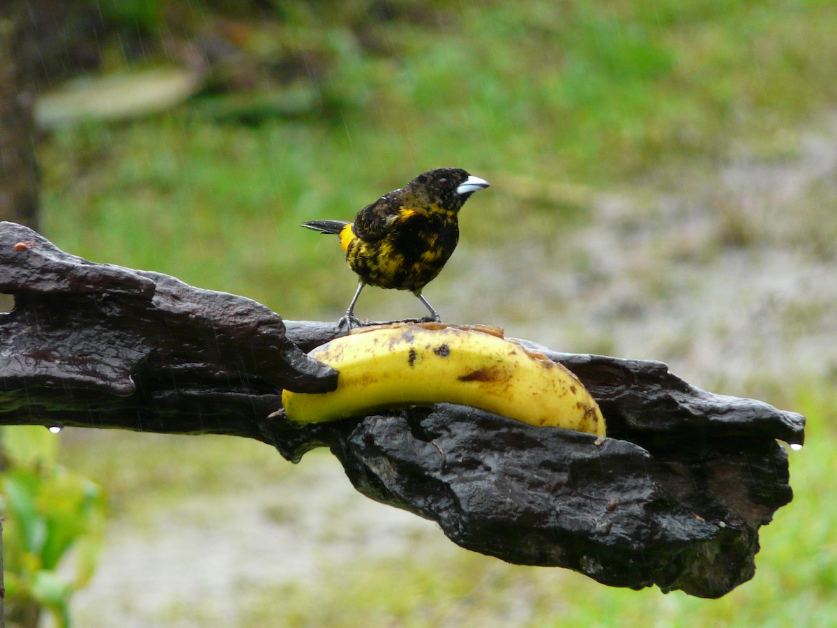 Flame-rumped Tanager (Lemon-rumped) - ML50773081