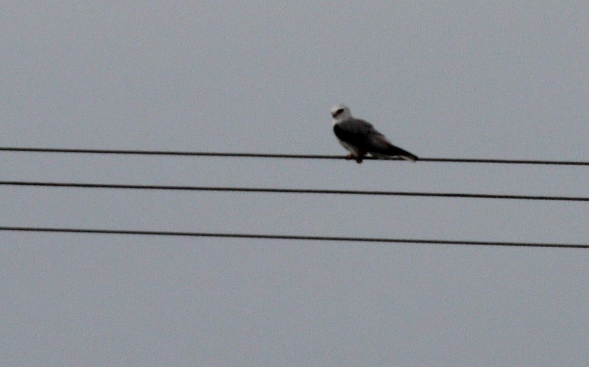 White-tailed Kite - ML50773351