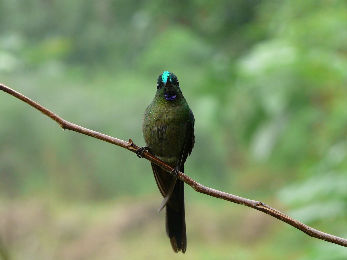Violet-tailed Sylph - ML50773401
