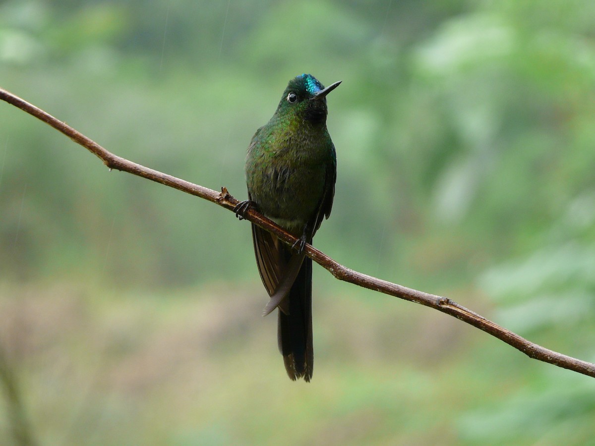 Violet-tailed Sylph - ML50773411