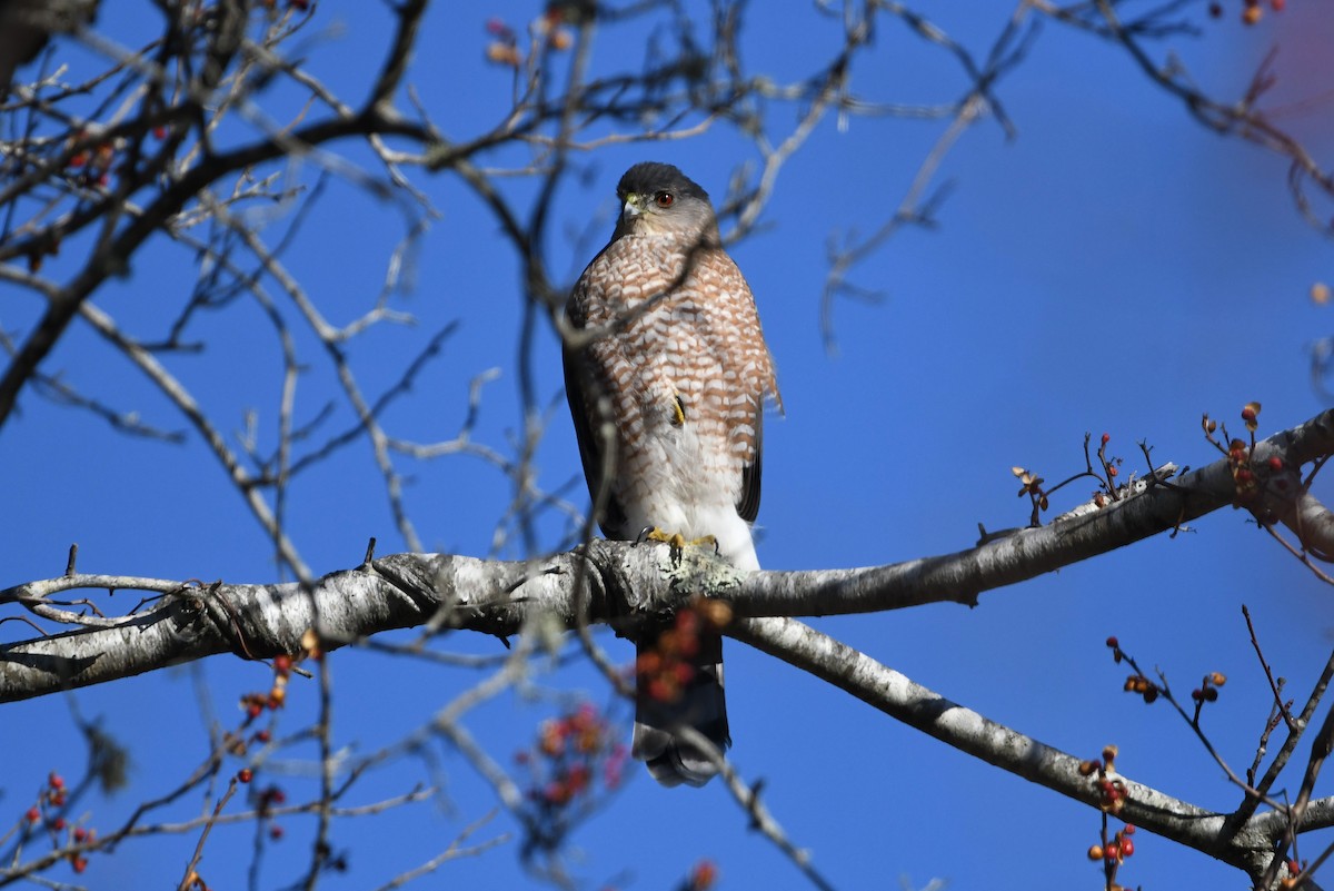 eBird Checklist 26 Nov 2022 Peterson Farm, Falmouth 24 species