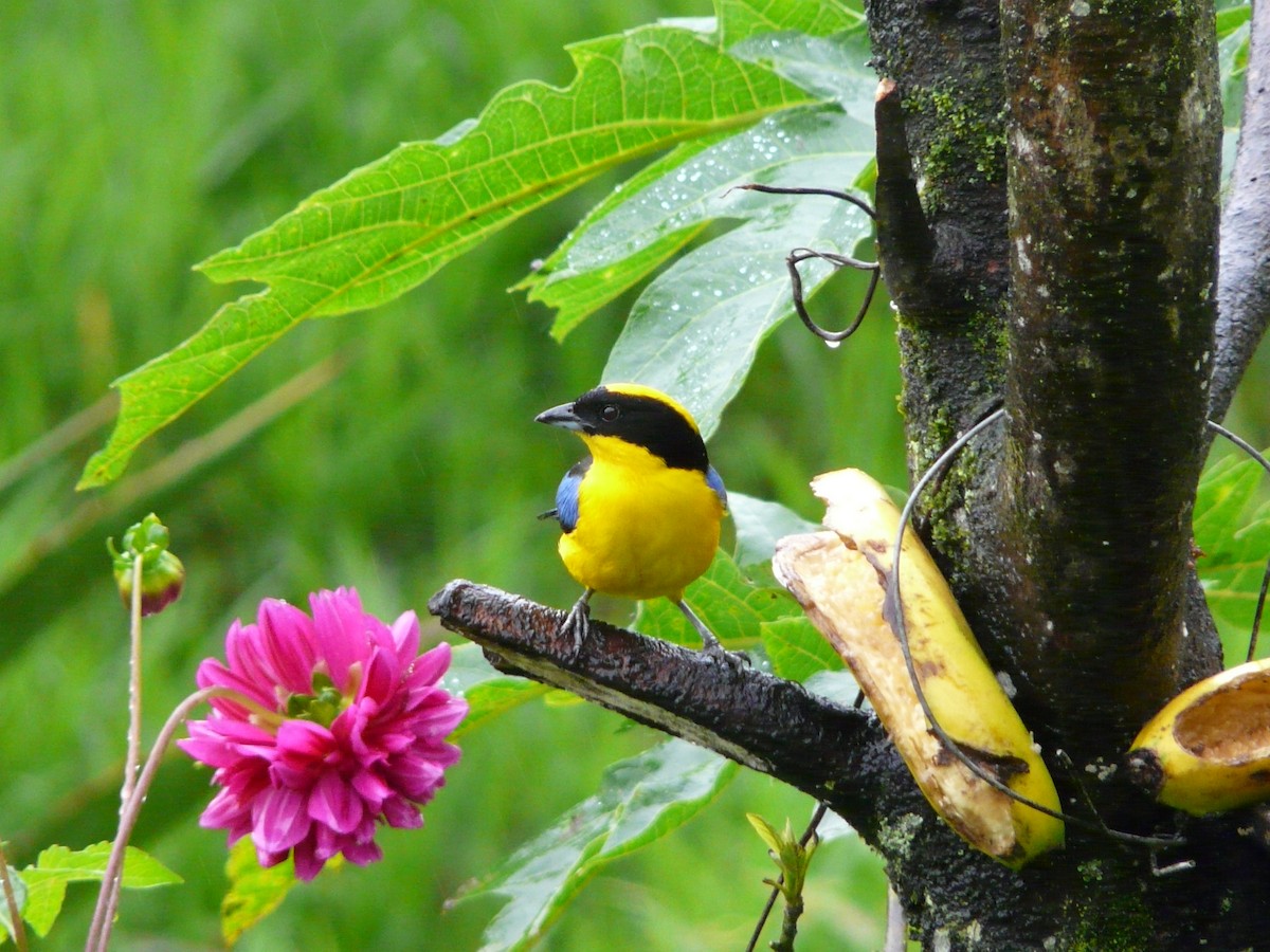 Blue-winged Mountain Tanager - ML50773491