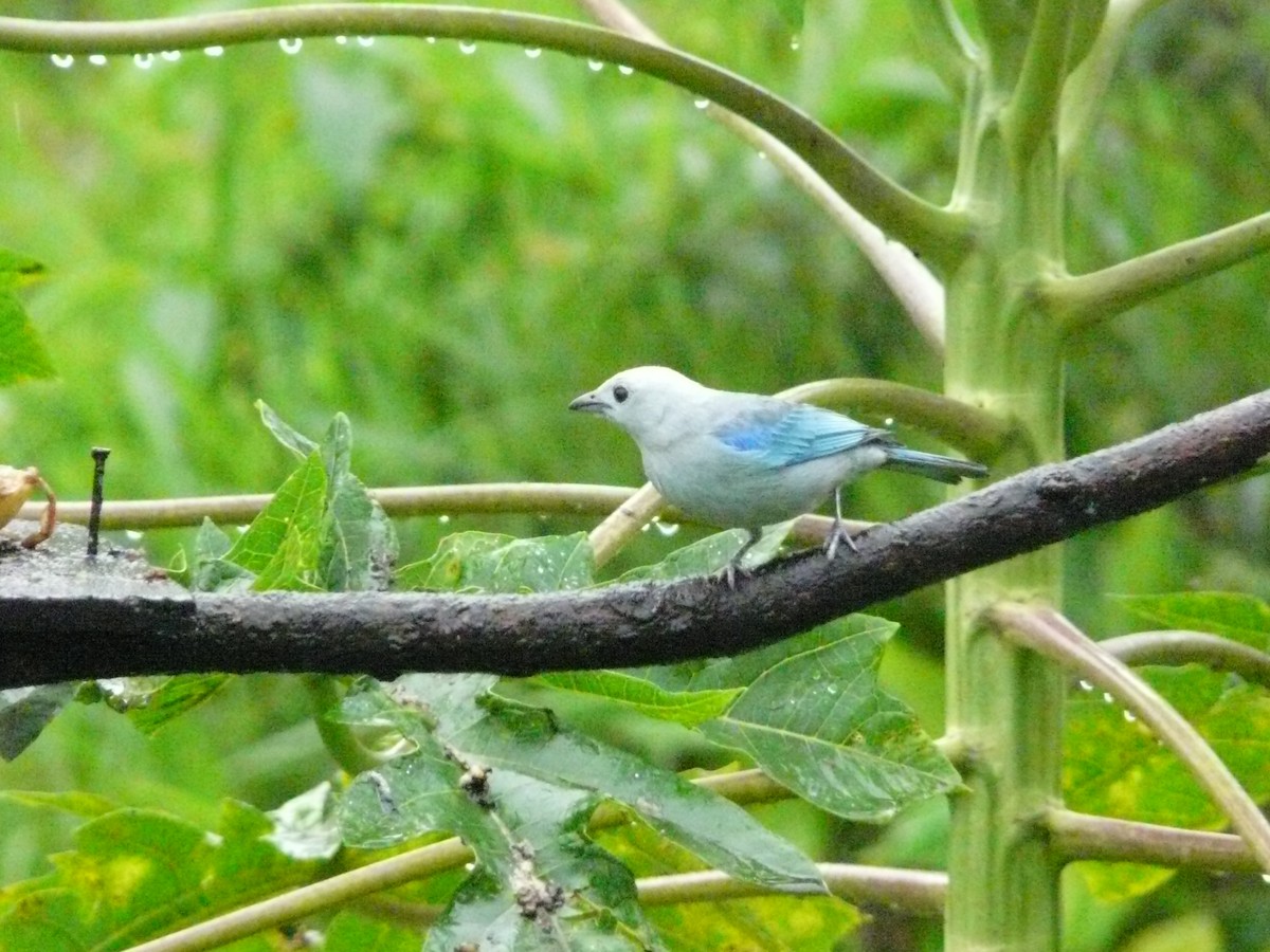 Blue-gray Tanager - ML50773531