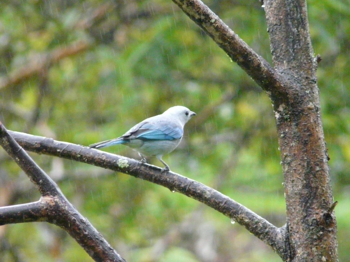 Blue-gray Tanager - ML50773541
