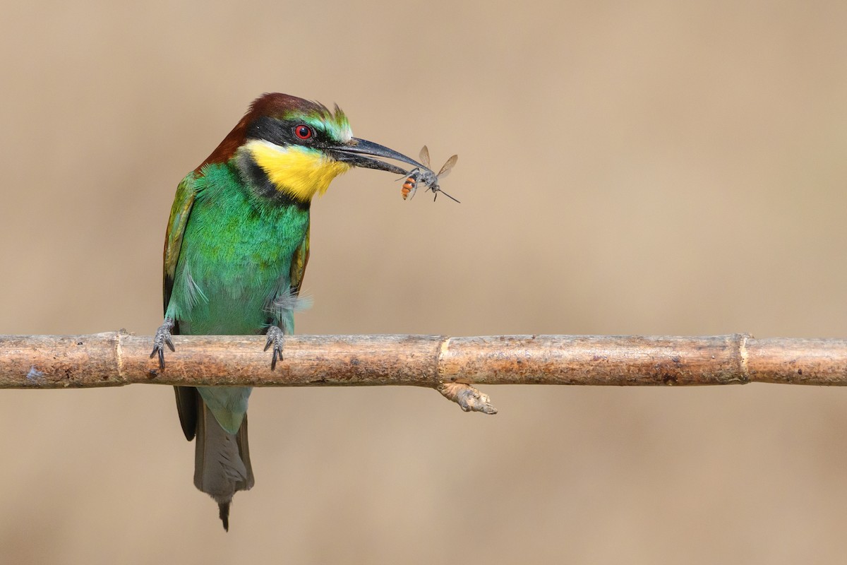European Bee-eater - ML507736241