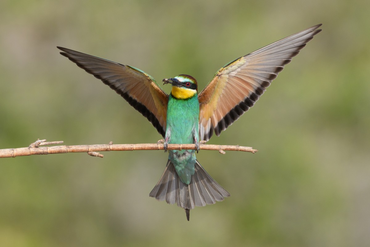 European Bee-eater - ML507736271