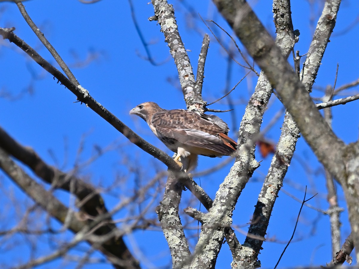 Red-tailed Hawk (borealis) - ML507736321