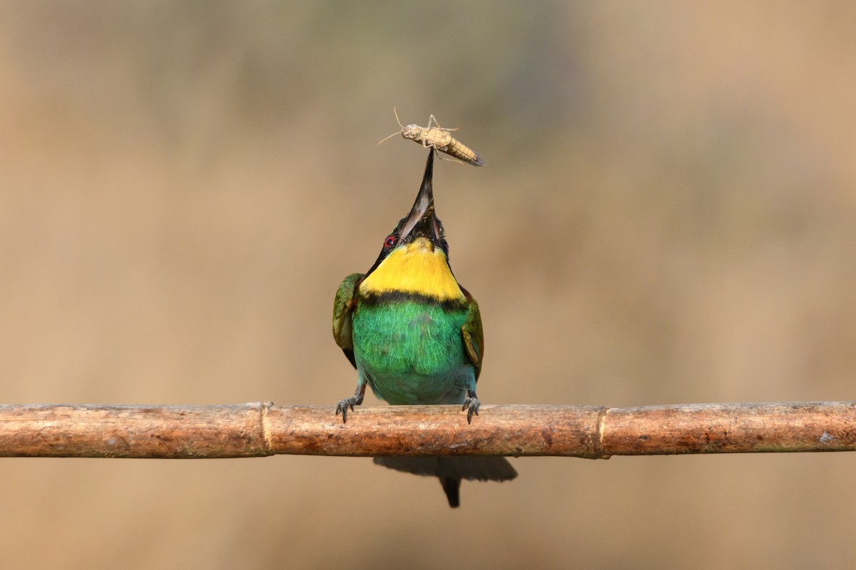 European Bee-eater - ML507736421