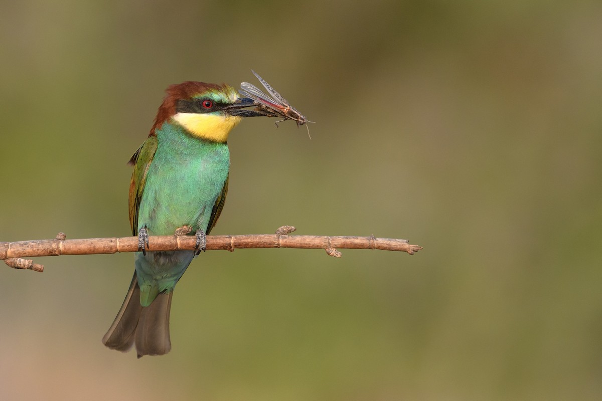 European Bee-eater - ML507736431