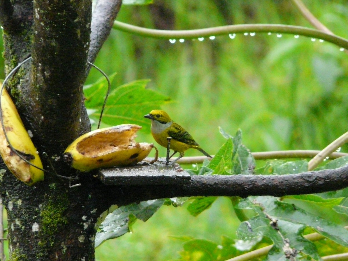Silver-throated Tanager - ML50773681