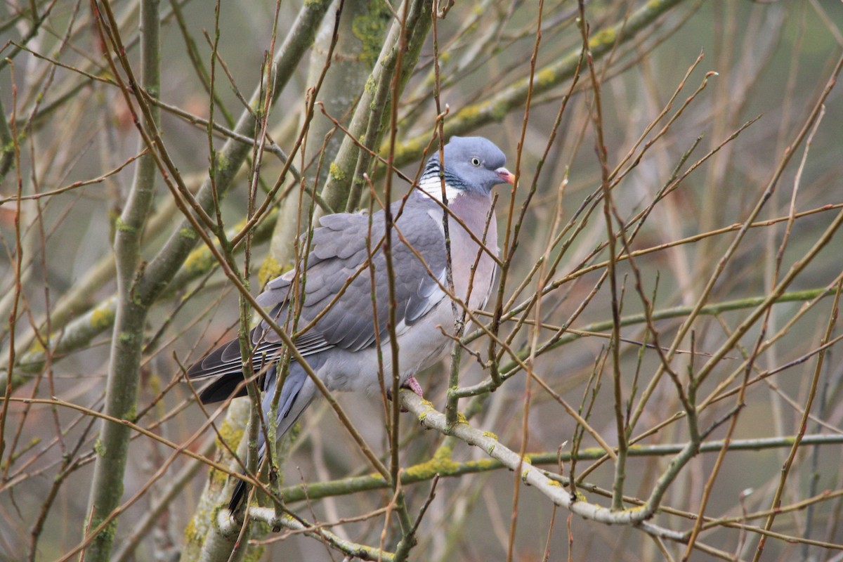 Common Wood-Pigeon - Michael  Willis
