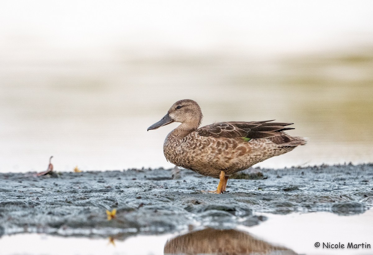 Blue-winged Teal - ML507741781