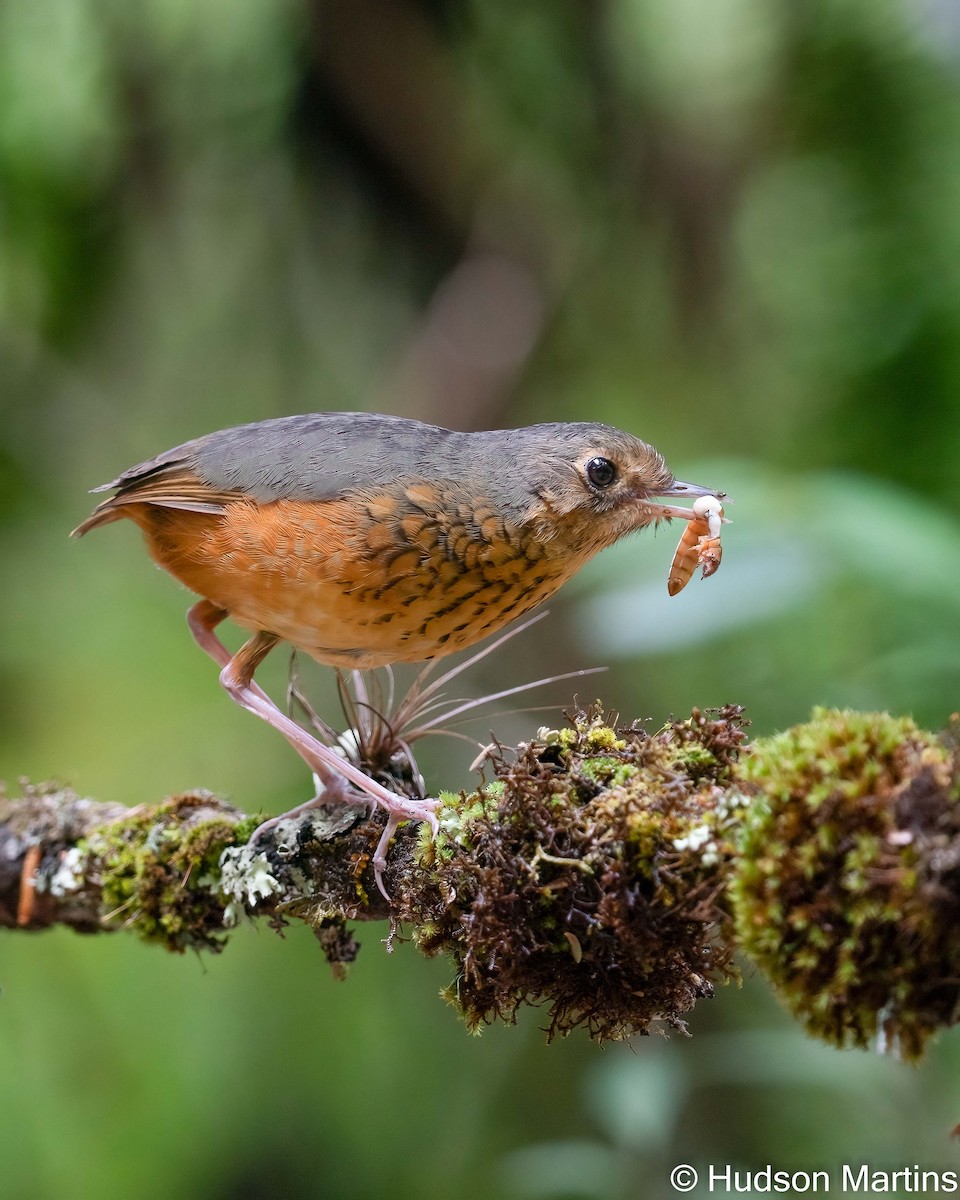 Speckle-breasted Antpitta - ML507742991