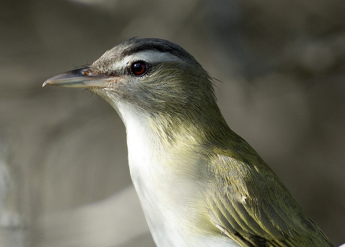 Black-whiskered Vireo - Gregory Peterson