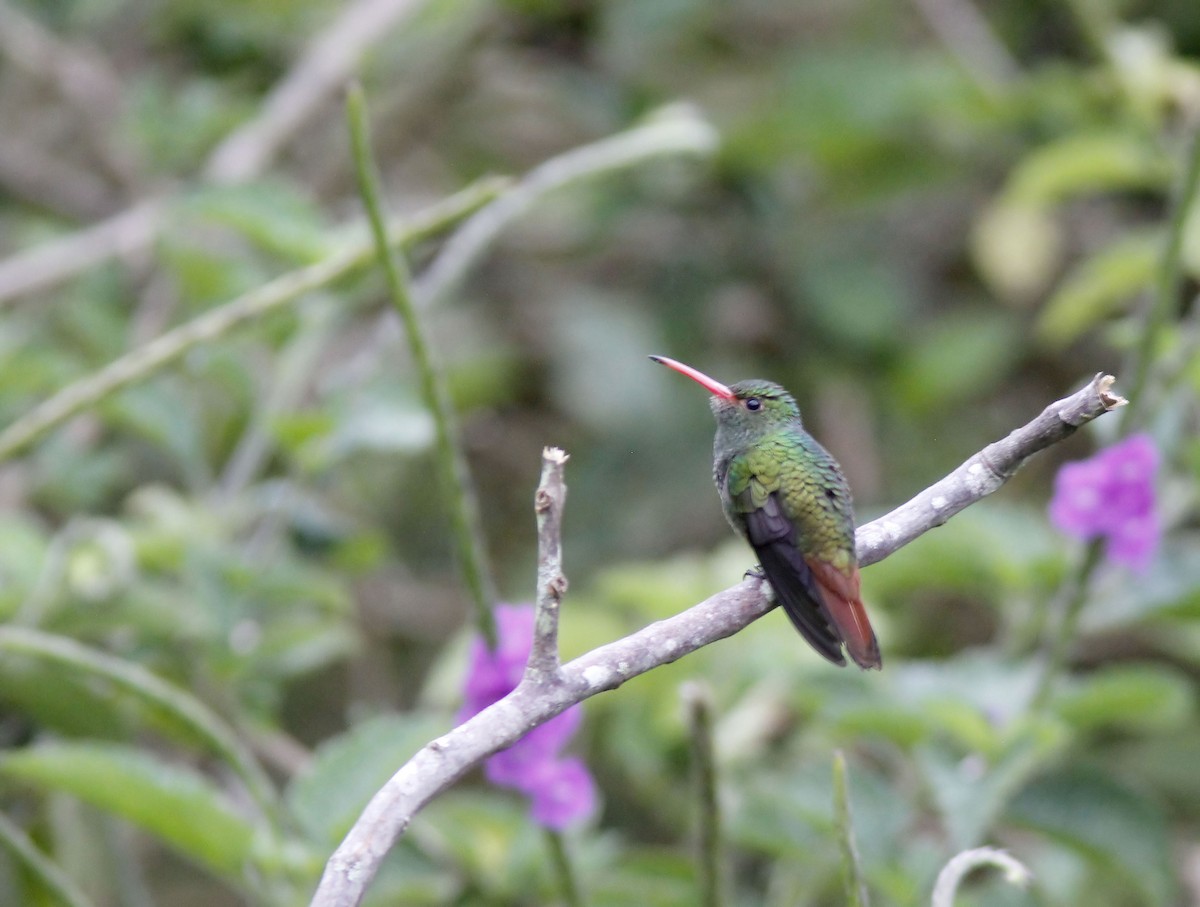Rufous-tailed Hummingbird - ML507748291