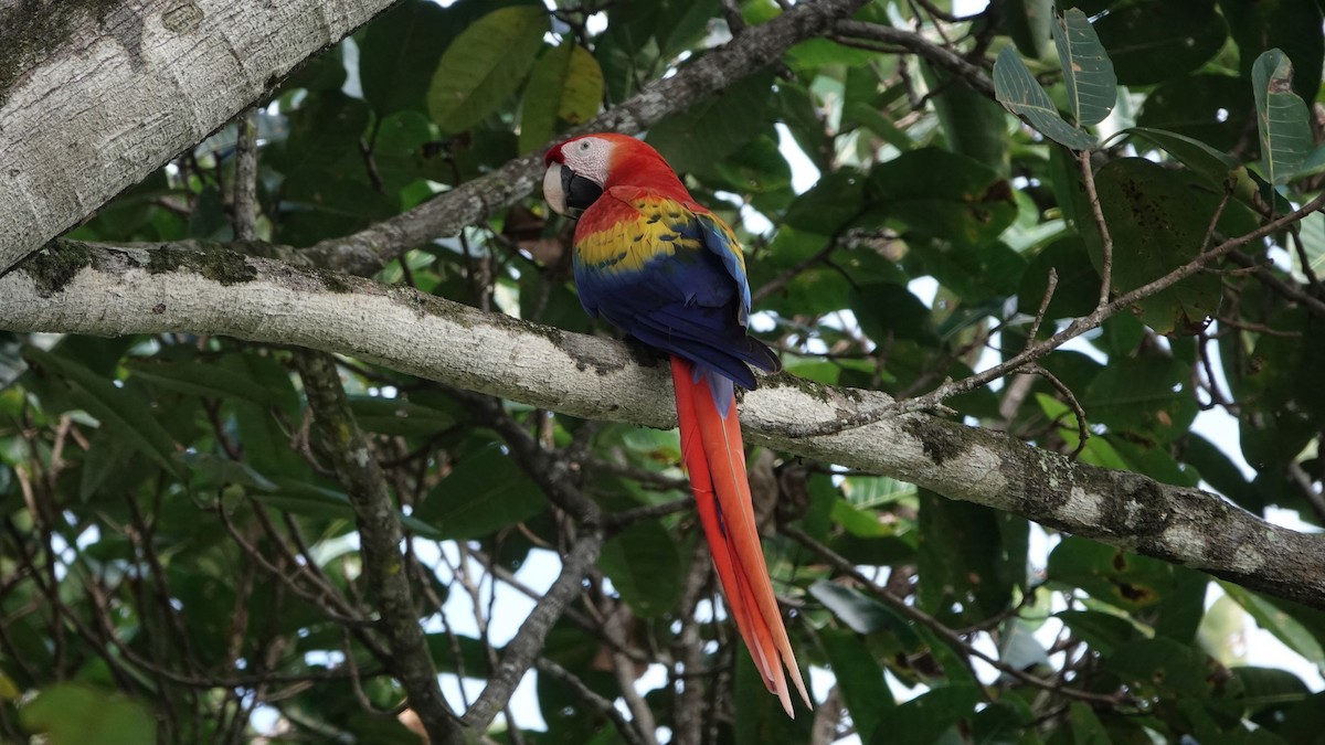 Scarlet Macaw - ML507748871