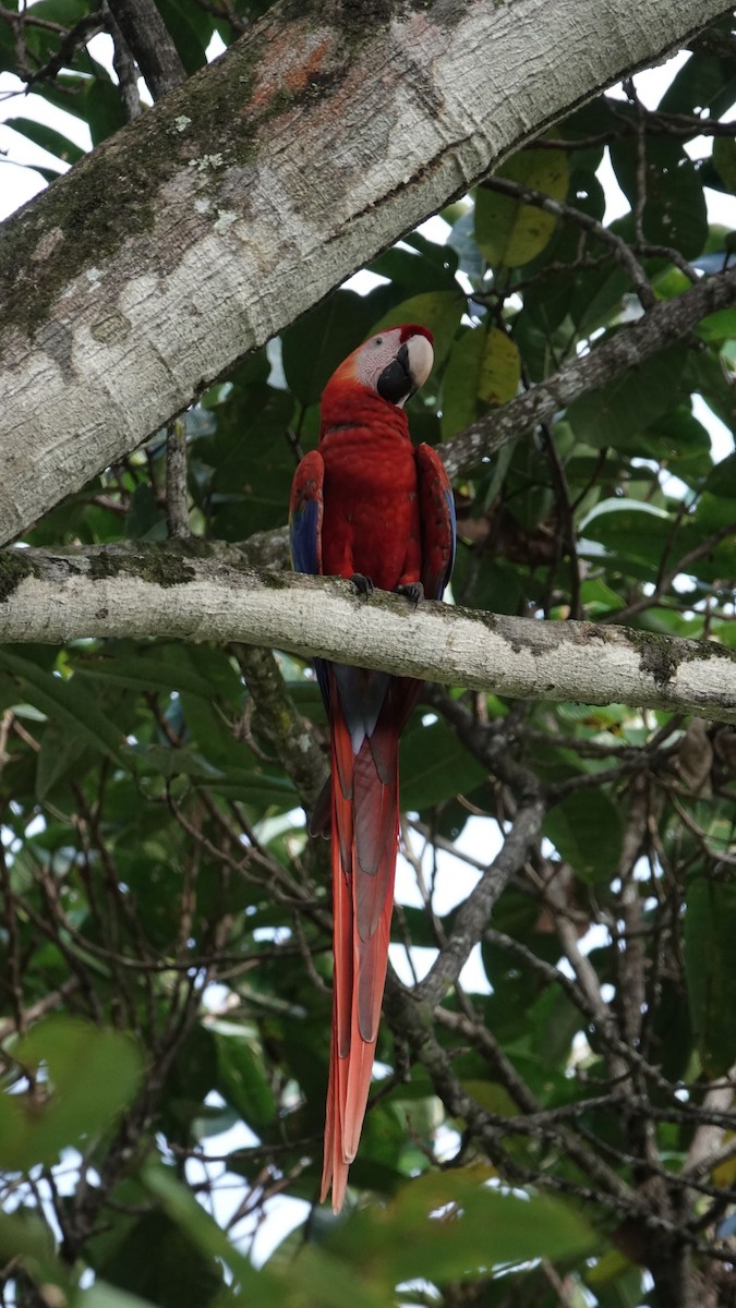 Scarlet Macaw - ML507748881