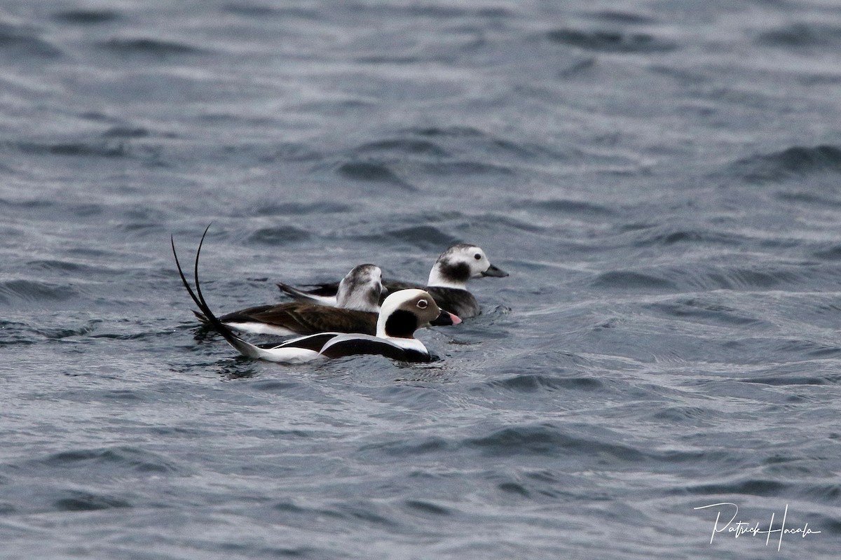 Long-tailed Duck - ML507749711