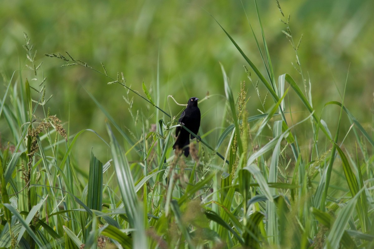 eBird Checklist - 12 Nov 2022 - ACP Shimbillo - 39 species