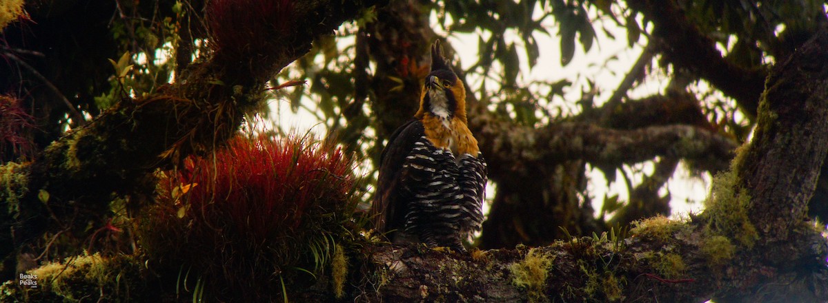 Ornate Hawk-Eagle - William Orellana (Beaks and Peaks)
