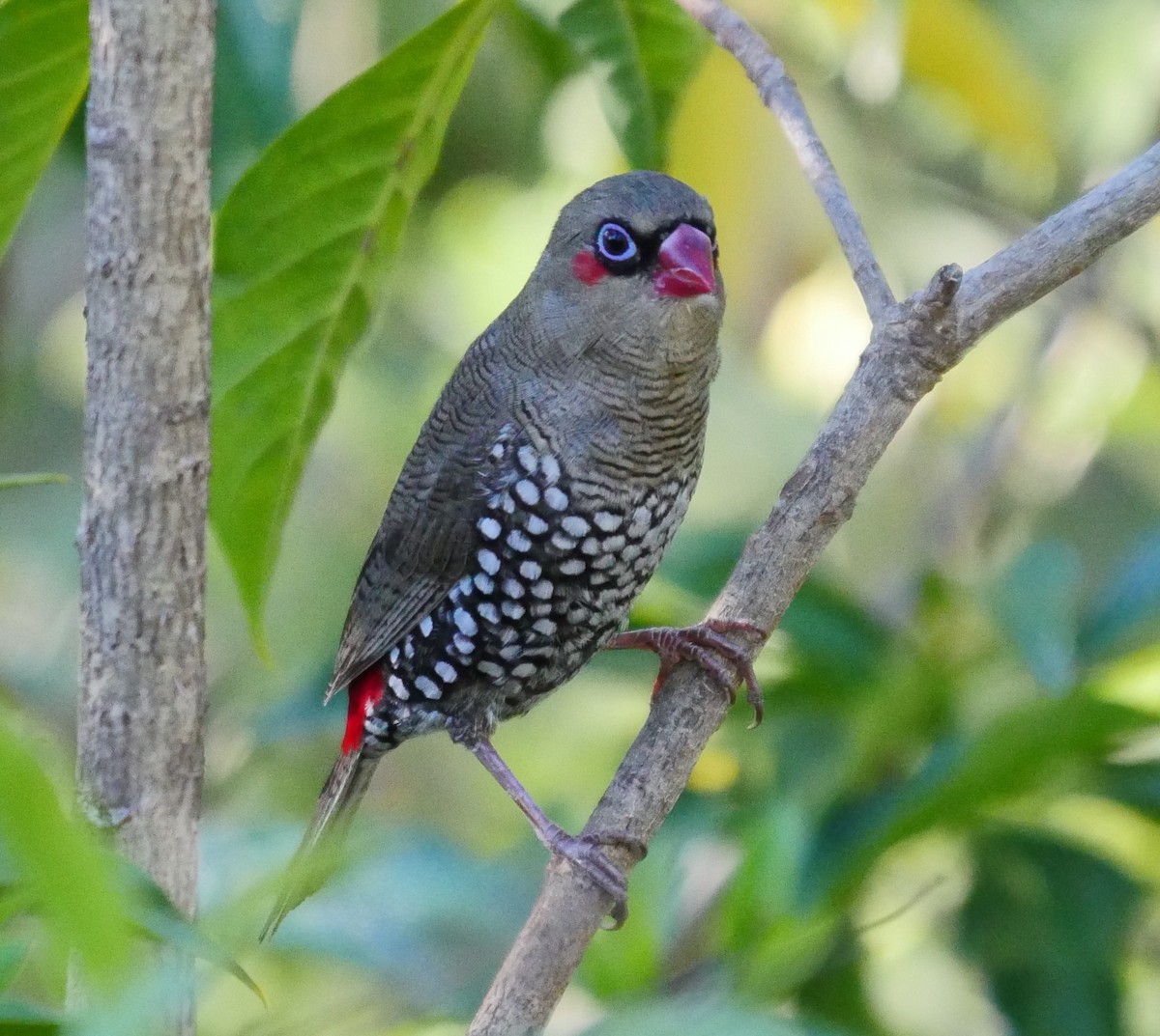 Red-eared Firetail - ML50775791