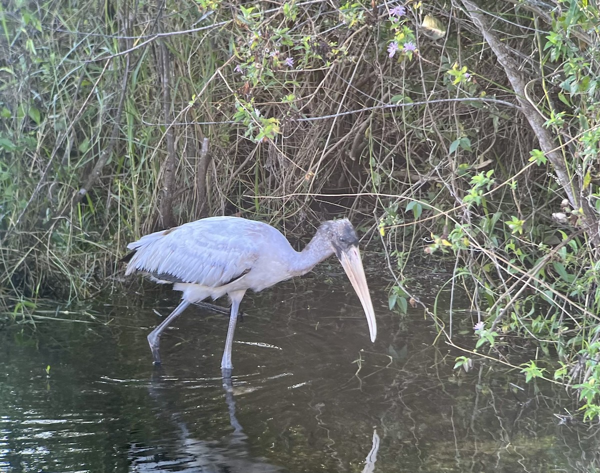 eBird Checklist 27 Nov 2022 Big Cypress National PreserveOasis