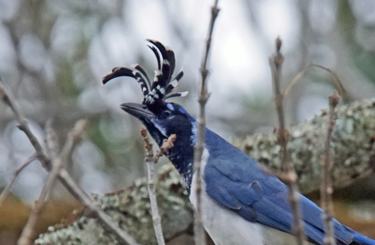 Black-throated Magpie-Jay - ML507765541