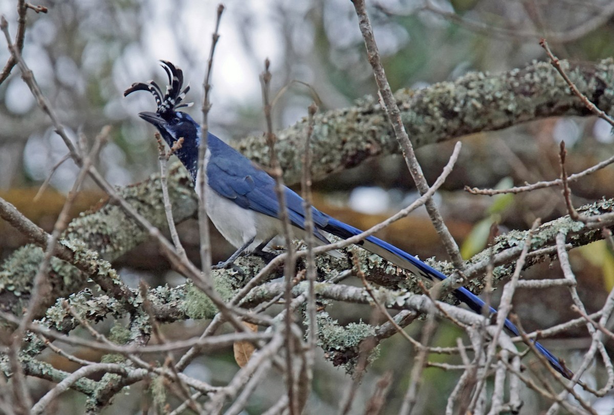 Black-throated Magpie-Jay - ML507765551