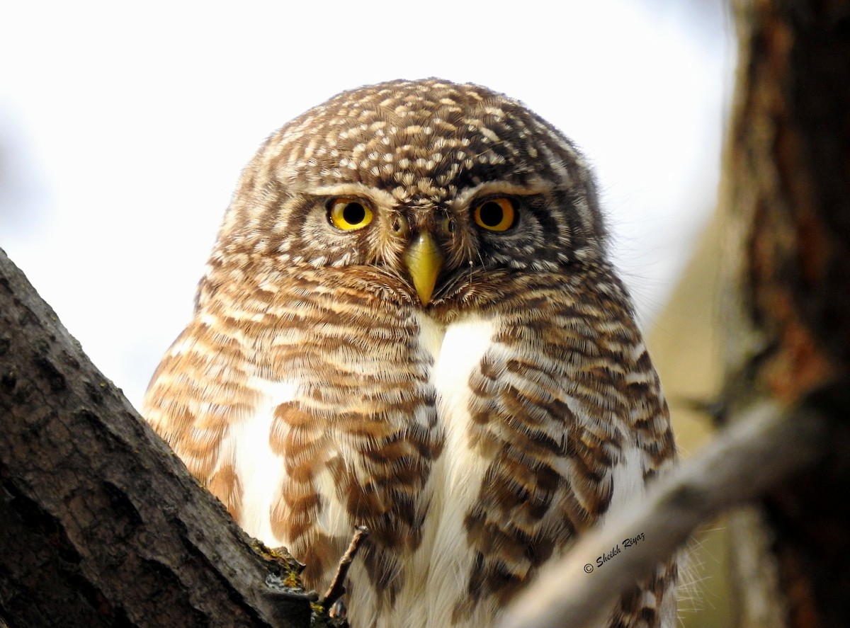 Collared Owlet - ML507766081
