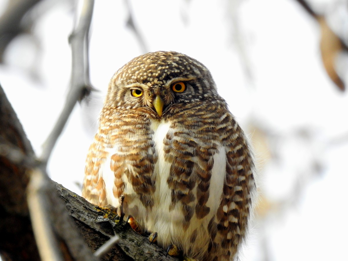 Collared Owlet - ML507766101