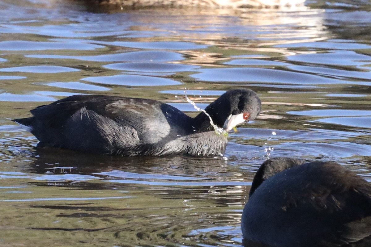 American Coot (Red-shielded) - ML507766541