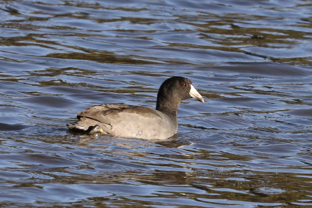 American Coot (Red-shielded) - ML507766551