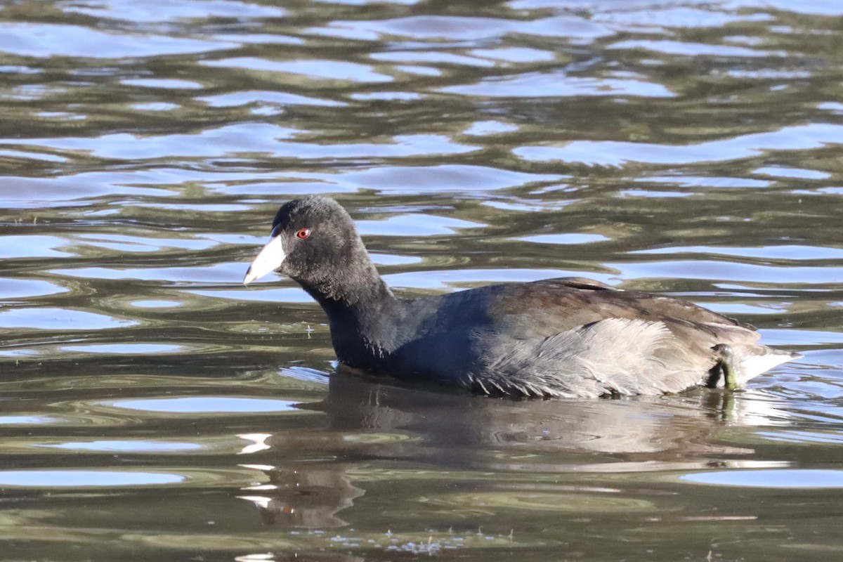 American Coot (Red-shielded) - ML507766561