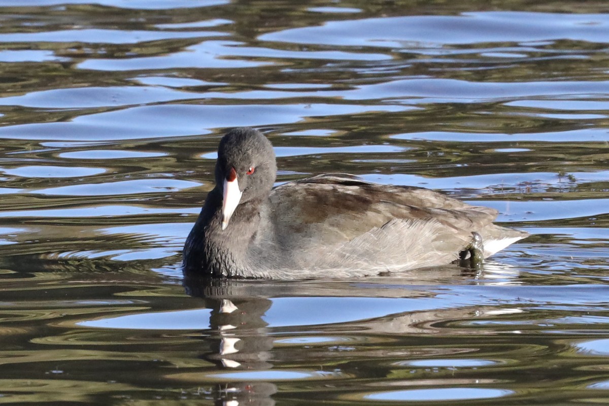 American Coot (Red-shielded) - ML507766571