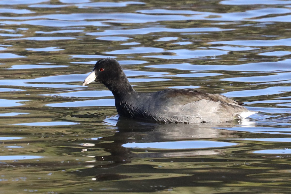 American Coot (Red-shielded) - ML507766591