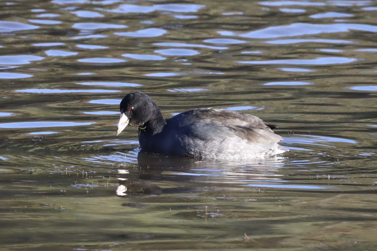 American Coot (Red-shielded) - ML507766611