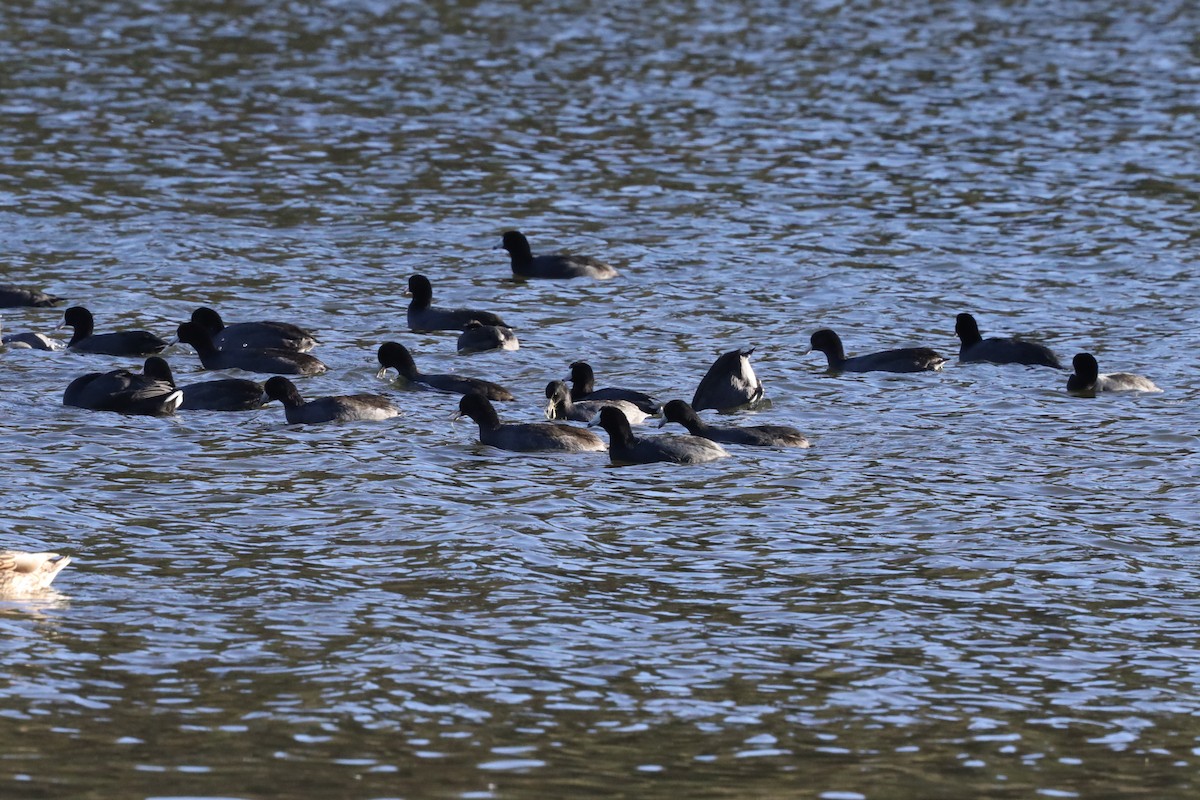 American Coot (Red-shielded) - ML507766631