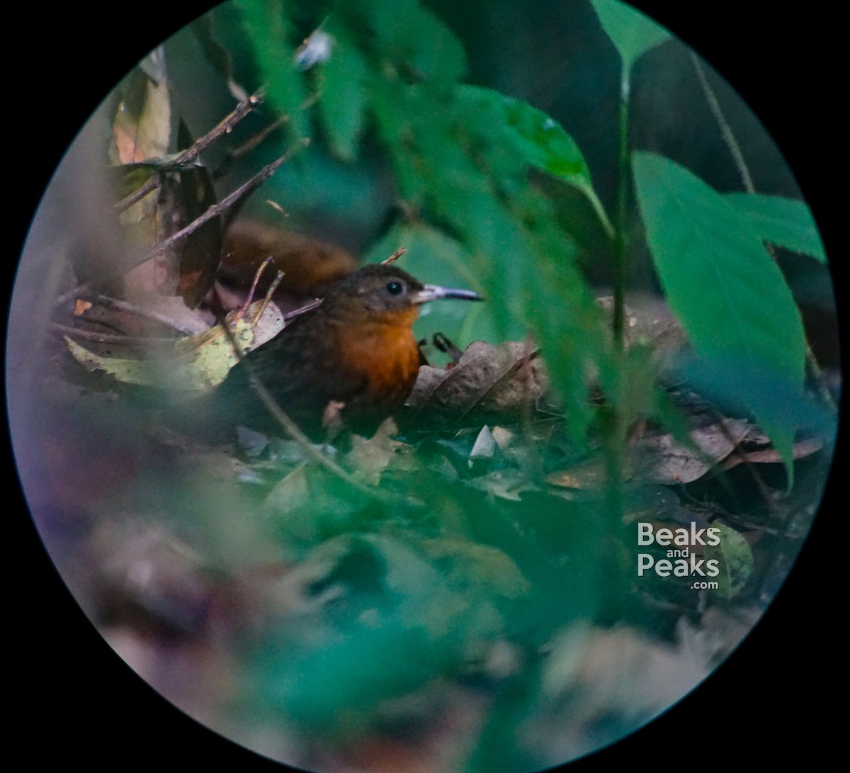 Middle American Leaftosser - William Orellana (Beaks and Peaks)