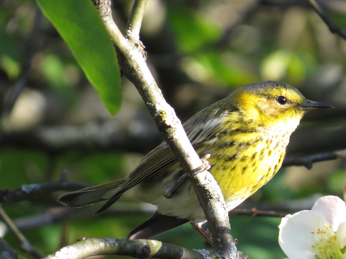 Cape May Warbler - ML50777001